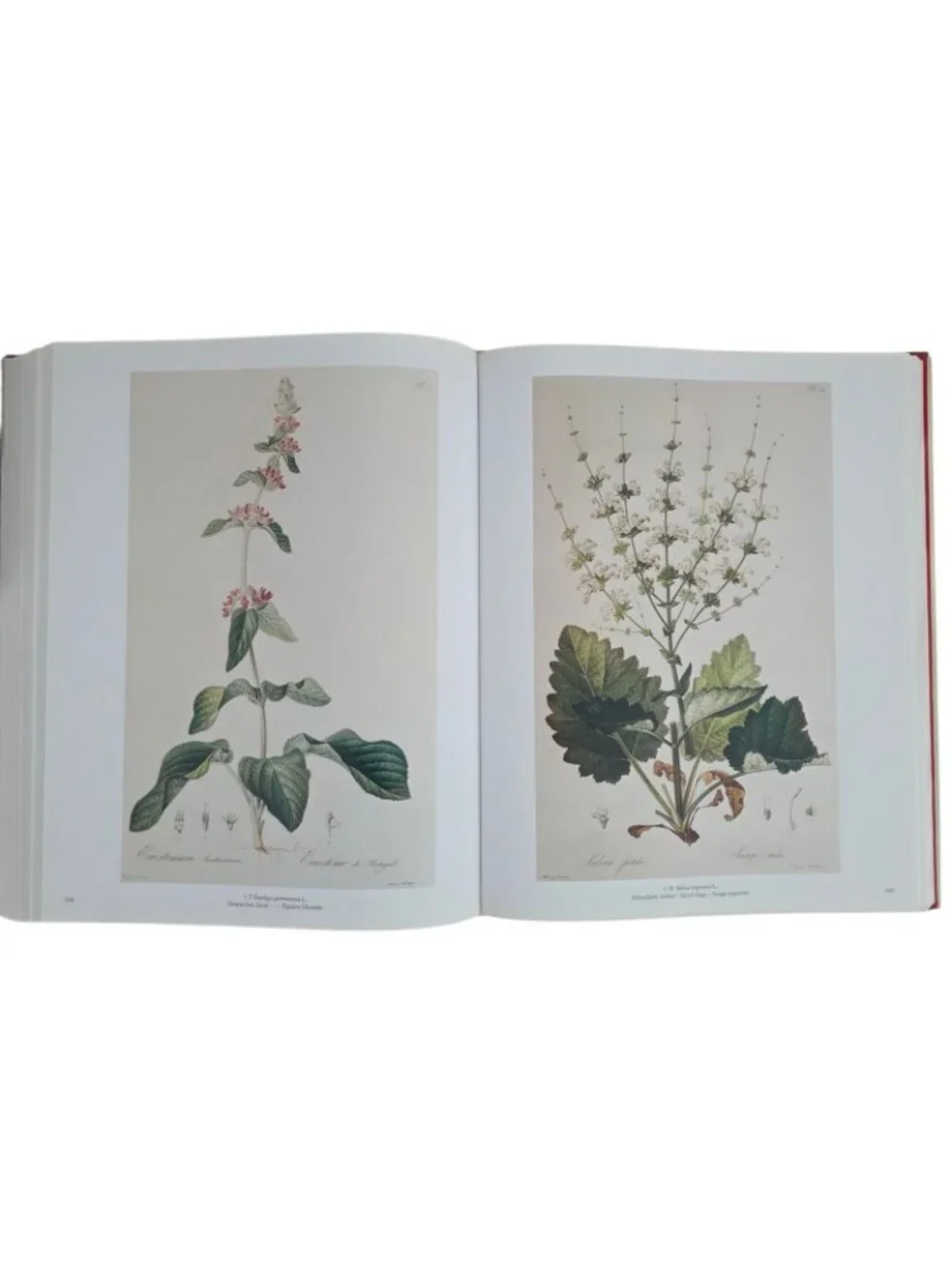 N/A description garden